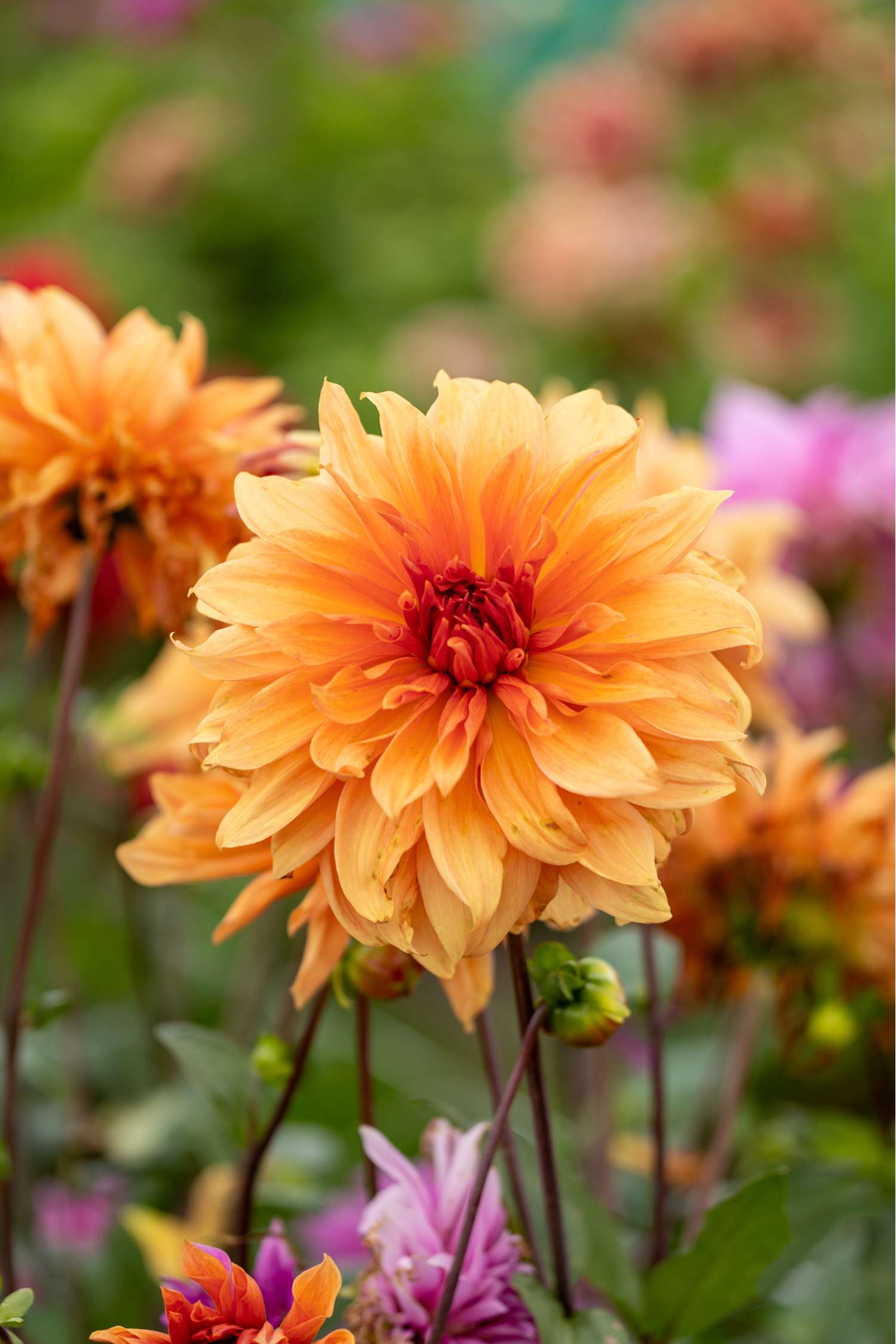 Daalia 'Babylon Bronze'